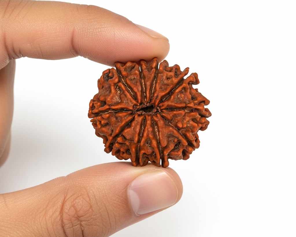 10 Mukhi Nepali Rudraksha