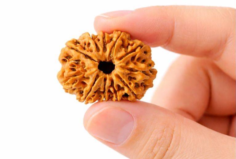 11 Mukhi Nepali Rudraksha